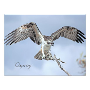 Osprey Foto Print