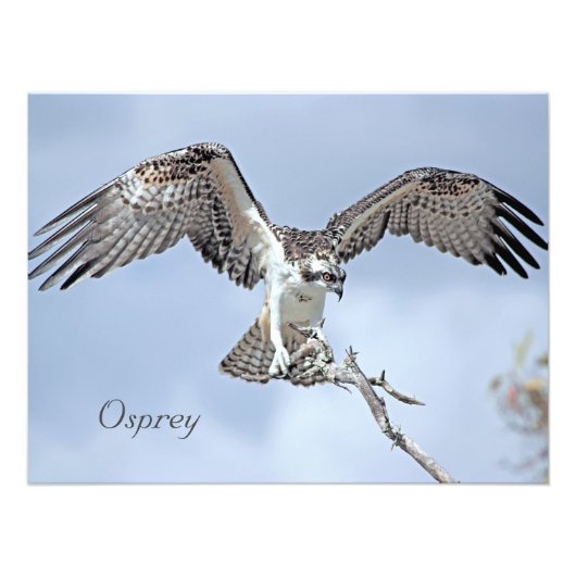Osprey Foto Print (Vorne)
