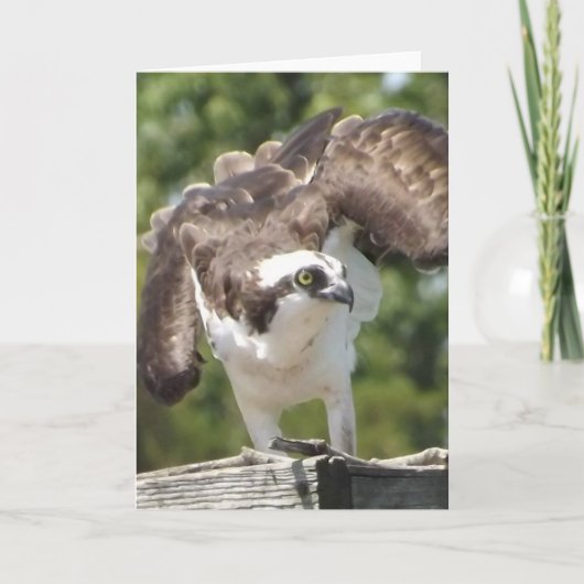 Osprey-Gruß-Karte Karte (Vorderseite)