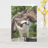 Osprey-Gruß-Karte Karte (Gelbe Blume)