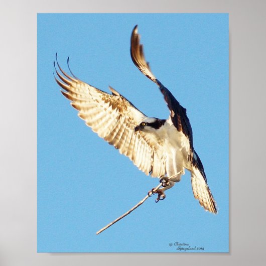 Osprey hält ein Stockposter Poster (Vorne)