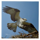 Osprey hawfly landen Tile Fliese (Vorderseite)