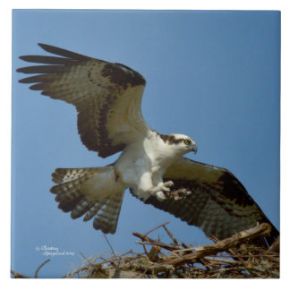 Osprey hawfly landen Tile Fliese