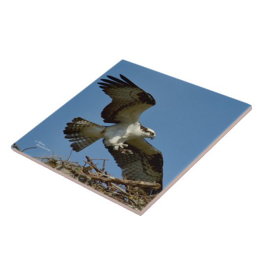 Osprey hawfly landen Tile Fliese (Seite)