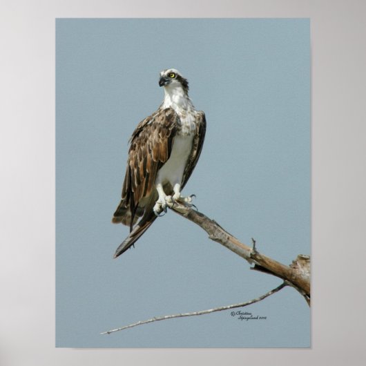 Osprey hawk in Baum Poster (Vorne)