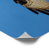Osprey Hovering Poster (Ecke)
