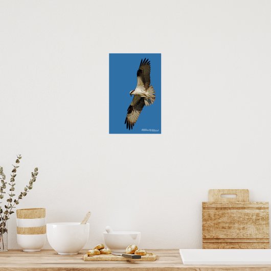 Osprey Hovering Poster (Küche)