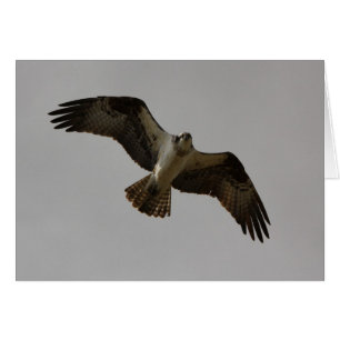 Osprey II
