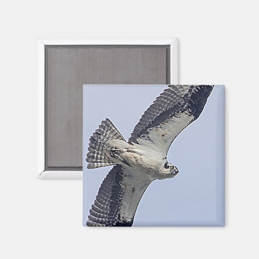 Osprey im Flug Magnet (Vorderseite/Rückseite)