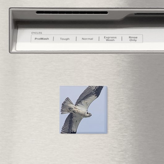 Osprey im Flug Magnet (In Situ (Geschirrspüler))