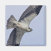 Osprey im Flug Magnet (Vorne)