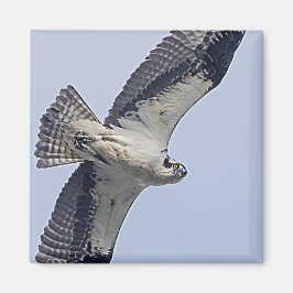 Osprey im Flug Magnet