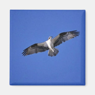 Osprey im Flug Magnet