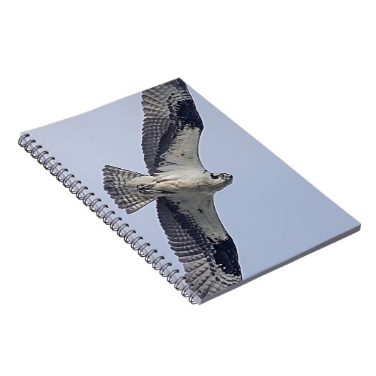 Osprey im Flug Notizblock (Rechte Seite)