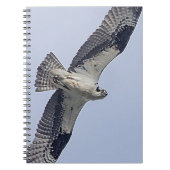 Osprey im Flug Notizblock (Vorderseite)