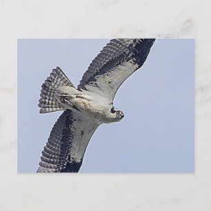 Osprey im Flug Postkarte