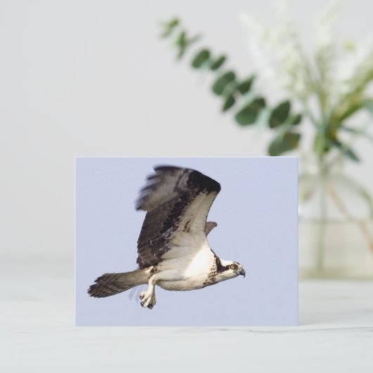 Osprey im Flug Postkarte (Stehend Vorderseite)