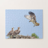 Osprey im Nest (drei amigos) Puzzle (Horizontal)