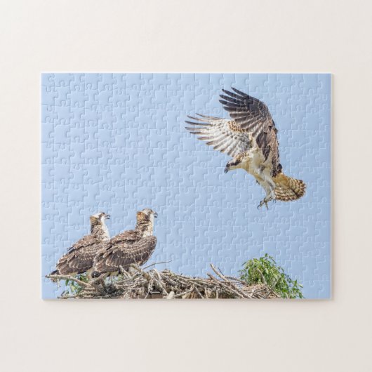 Osprey im Nest (drei amigos) Puzzle (Horizontal)