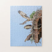 Osprey im Nest (drei amigos) Puzzle (Vertikal)