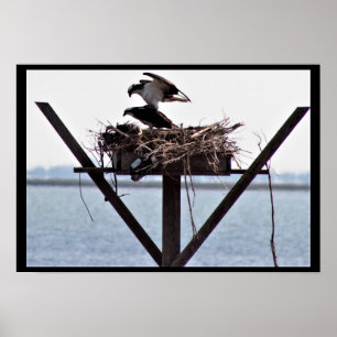Osprey im Nest Poster