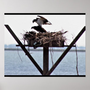 Osprey im Nest Poster