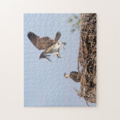 Osprey im Nest Puzzle (Vertikal)