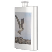 Osprey in einem Nest Flachmann (Links)
