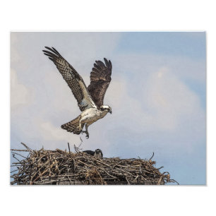 Osprey in einem Nest Fotodruck