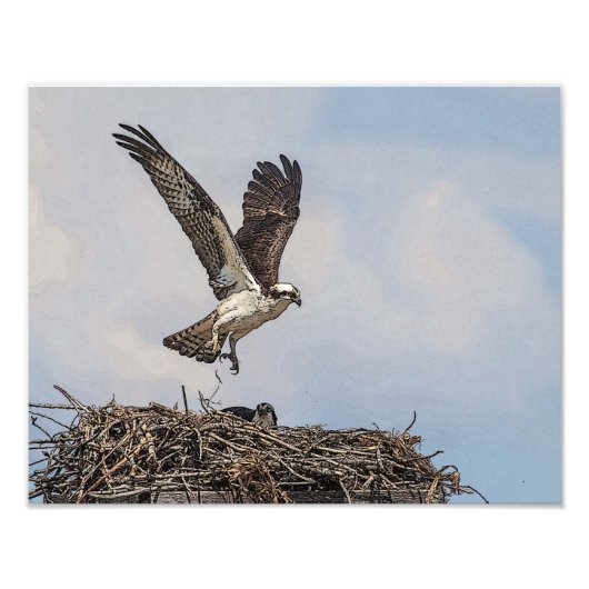 Osprey in einem Nest Fotodruck (Vorne)