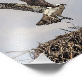 Osprey in einem Nest Fotodruck (Ecke)