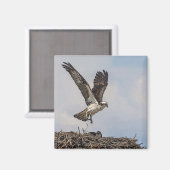 Osprey in einem Nest Magnet (Vorderseite/Rückseite)