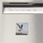 Osprey in einem Nest Magnet (In Situ (Geschirrspüler))