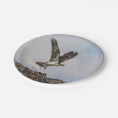 Osprey in einem Nest Pappteller (Schrägansicht)