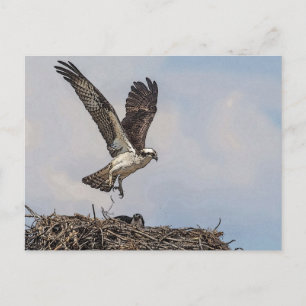 Osprey in einem Nest Postkarte