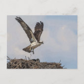 Osprey in einem Nest Postkarte (Vorderseite)