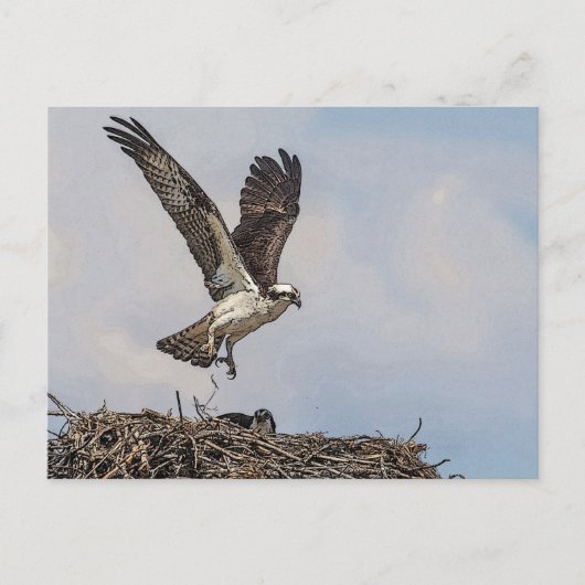 Osprey in einem Nest Postkarte (Vorderseite)