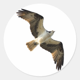 Osprey in Flight Logo Quadratischer Aufkleber