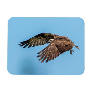 Osprey in Flitterwochen Staat Park Magnet
