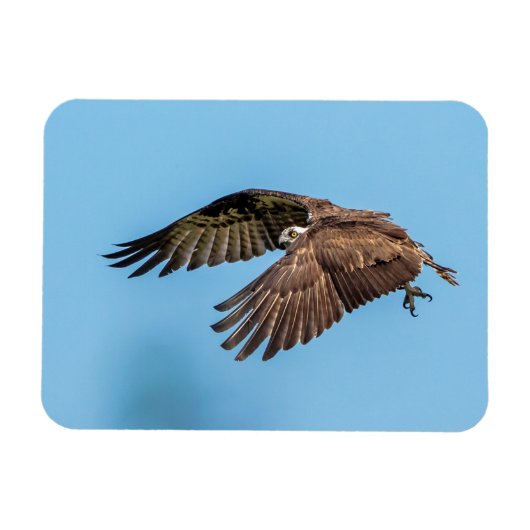 Osprey in Flitterwochen Staat Park Magnet (Horizontal)