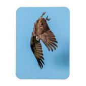 Osprey in Flitterwochen Staat Park Magnet (Vertikal)