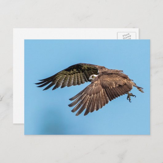 Osprey in Flitterwochen Staat Park Postkarte (Vorne/Hinten)