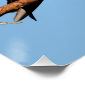 Osprey in freier Wildbahn Poster (Ecke)
