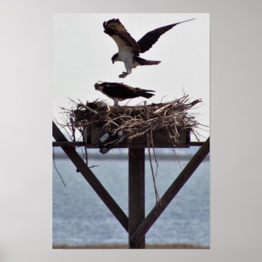Osprey in Nest Poster (Vorne)