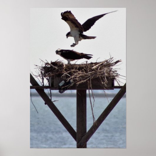 Osprey in Nest Poster (Vorne)