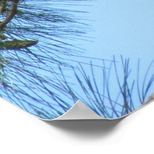 Osprey in Pine Tree Poster (Ecke)