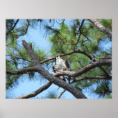 Osprey in Pine Tree Poster (Vorne)