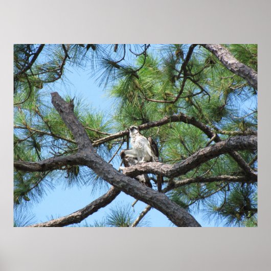 Osprey in Pine Tree Poster (Vorne)