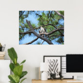 Osprey in Pine Tree Poster (Heimbüro)