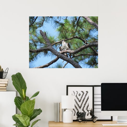 Osprey in Pine Tree Poster (Heimbüro)